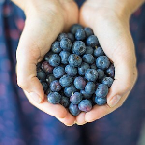 Picture of organic blueberries